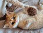 Britse korthaar kittens met stamboom, Dieren en Toebehoren, Katten en Kittens | Raskatten | Korthaar, Meerdere dieren, Gechipt