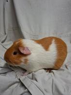Buff bonte cavia beer, Animaux & Accessoires, Rongeurs, Octobre, Mâle, Cobaye