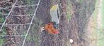 2 gratis hanen, Dieren en Toebehoren