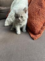 britse korthaar kitten, Dieren en Toebehoren, Katten en Kittens | Raskatten | Korthaar, Meerdere dieren, Gechipt