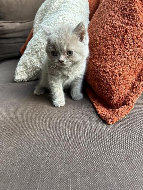 britse korthaar kitten, Dieren en Toebehoren, Katten en Kittens | Raskatten | Korthaar, Meerdere dieren, Met stamboom, Gechipt