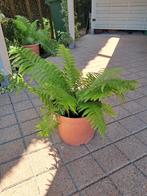 Varens, Tuin en Terras, Planten | Tuinplanten, Ophalen, Varens