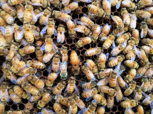 Ligustica Koninginnen Bevrucht 2024, Dieren en Toebehoren, Insecten en Spinnen, Bijen