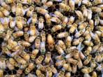 Ligustica Koninginnen Bevrucht 2024, Bijen