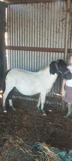 Shetlanders en d-pony, Jument, Débourré