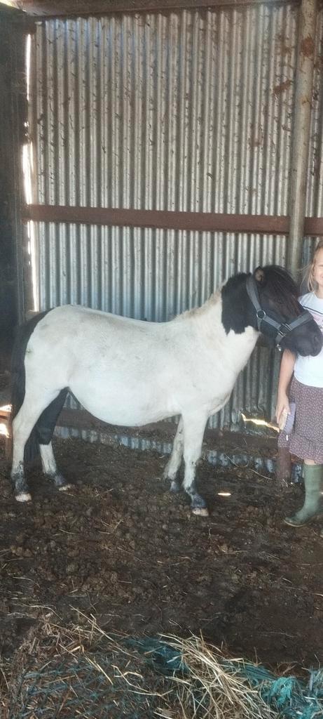 Shetlanders en d-pony, Dieren en Toebehoren, Pony's, Merrie, Zadelmak
