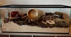 Terrarium 100x40x40 + hamster spullen te koop, Dieren en Toebehoren, Kooi, Gebruikt, Hamster, 75 tot 110 cm