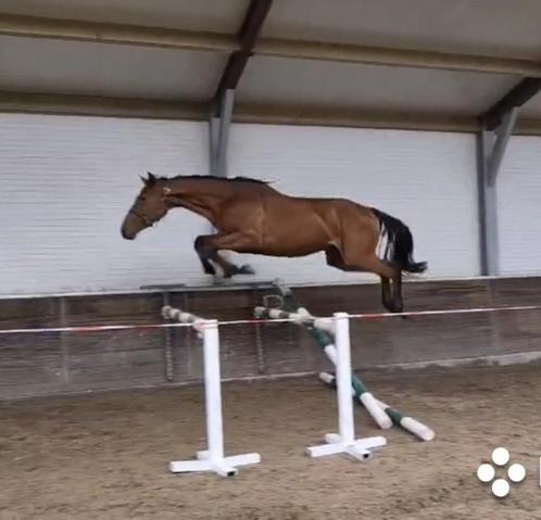 Grote 2 jarige vermogende hengst uit goede Holstein stam, Dieren en Toebehoren, Paarden, Hengst, Onbeleerd, 165 tot 170 cm, 0 tot 2 jaar