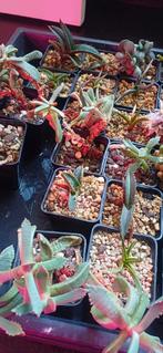 diverse succulents, Vetplant, Ophalen of Verzenden, In pot, Minder dan 100 cm