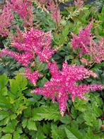 Astilbe Rheinland en Europa, Ophalen
