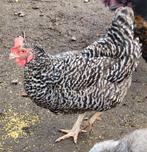 Mechelse koekoek, Animaux & Accessoires, Volatiles, Femelle, Poule ou poulet