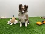Shetland Sheepdog pups, 8 tot 15 weken, CDV (hondenziekte), Meerdere, Meerdere dieren