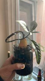Avocat banzai, Huis en Inrichting, Kamerplanten, Ophalen, Bonsai