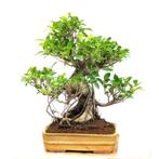 Bonsai Ficus Retusa 25 jaar, Tuin en Terras, Planten | Tuinplanten, Ophalen