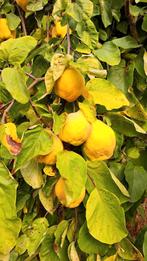 Kweeperen, Tuin en Terras, Planten | Fruitbomen, Ophalen