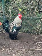 Haan, Dieren en Toebehoren, Pluimvee, Mannelijk, Kip