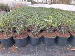 ‼️osmanthus Burkwoodii aan stuntprijzen ‼️, Enlèvement, Taxus