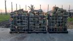 IBC gevuld met brandhout van populieren, Ophalen, Overige houtsoorten, Blokken
