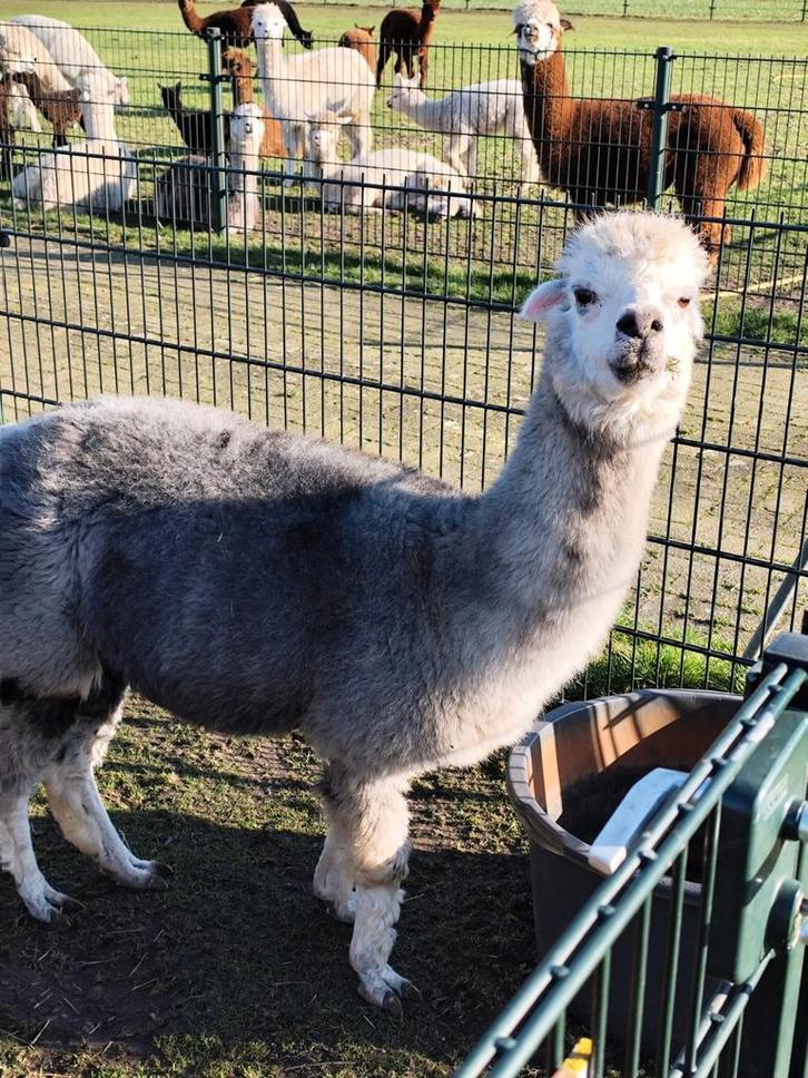 2 grijze alpaca merries, Animaux & Accessoires, Animaux Autre, Plusieurs animaux, Octobre