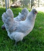 Broedeieren raskippen, Dieren en Toebehoren, Pluimvee