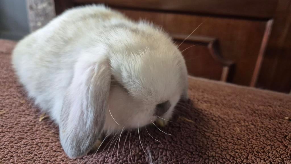 2 minilop broertjes ,zoeke gouden huisje, Mâle, Petit, Oreilles tombantes, 0 à 2 ans