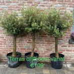 ‼️Terras olijfbomen aan promoprijzen ‼️, Tuin en Terras, Ophalen