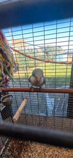 Muisparkiet tam, Dieren en Toebehoren, Geslacht onbekend, Parkiet, Tam