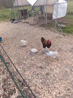 Kippen te koop Prijzen staan in beschrijving, Dieren en Toebehoren, Vrouwelijk, Kip