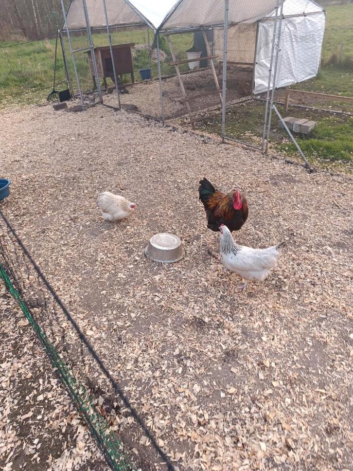 Kippen te koop Prijzen staan in beschrijving, Dieren en Toebehoren, Pluimvee, Kip, Vrouwelijk