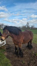 cheval de trait, Jument, Vacciné