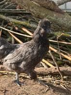 Padua x zijdehoen, Dieren en Toebehoren