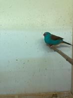 Ruilen voor gezonde pop, Dieren en Toebehoren, Geringd