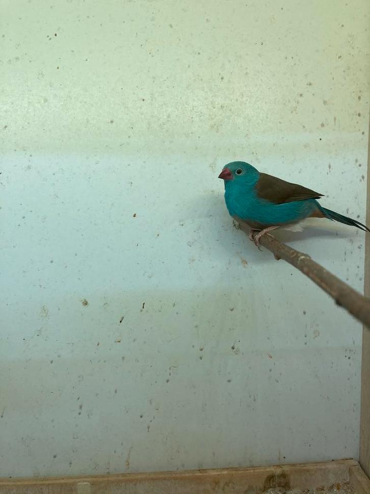 Ruimen joor gezonde pop, Dieren en Toebehoren, Vogels | Overige Vogels, Geringd