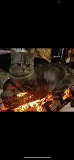 Britse korthaar kater, Dieren en Toebehoren, Katten en Kittens | Raskatten | Korthaar, Kater, Gechipt, 0 tot 2 jaar