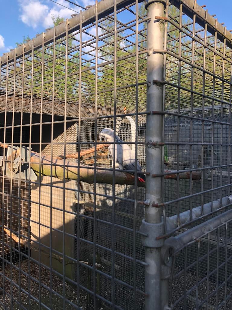 Grijze roodstaart, Femelle, Perroquet, Bagué