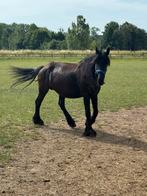 Friese stermerrie drachtig voor jullie, Dieren en Toebehoren, Paarden