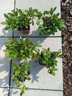 Vergeet me nietjes, Ophalen