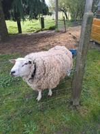 Bélier 2 ans, Mâle, Mouton, 0 à 2 ans