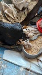 Paaskuikentjes te reserveren, Dieren en Toebehoren, Pluimvee