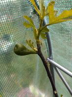 Figuier de Dalmatie, Enlèvement