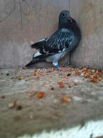 3jonge duiven speenklaar 25euro stuk, Animaux & Accessoires, Oiseaux | Pigeons