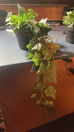 Plante en plastique, Jardin & Terrasse, Plantes | Jardin, Enlèvement