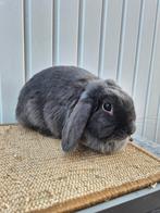 Nederlandse hangoordwerg voedster, Dieren en Toebehoren, Vrouwelijk, Dwerg, Hangoor, 0 tot 2 jaar