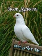 Vliegtuig ticket heen en weer Thailand