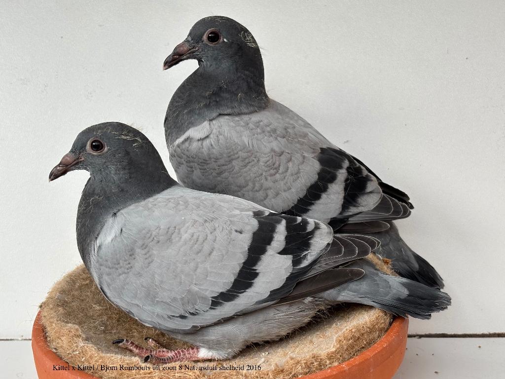 Kittel x Kittel/ Rombouts uit zoon 8 Nat.asduif snelheid, Dieren en Toebehoren