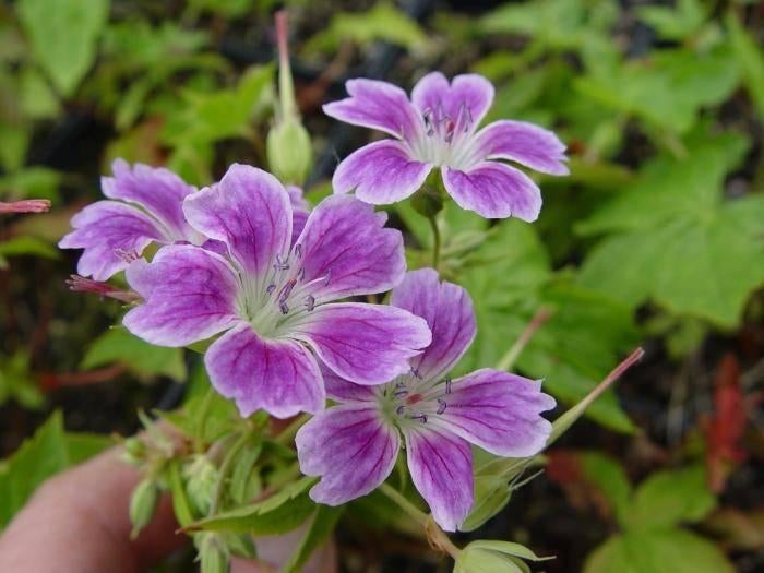 Geranium Nodosum en andere, Jardin & Terrasse, Plantes | Jardin, Autres espèces, Été, Enlèvement, Plante fixe
