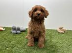 Chiots Cavapoo, Hépatite contagieuse (maladie de Rubarth), Plusieurs, Belgique, Plusieurs animaux