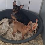 Dwergpinscher (met stamboom geteste ouders), Dieren en Toebehoren, Parvo, België, Overige rassen, 8 tot 15 weken