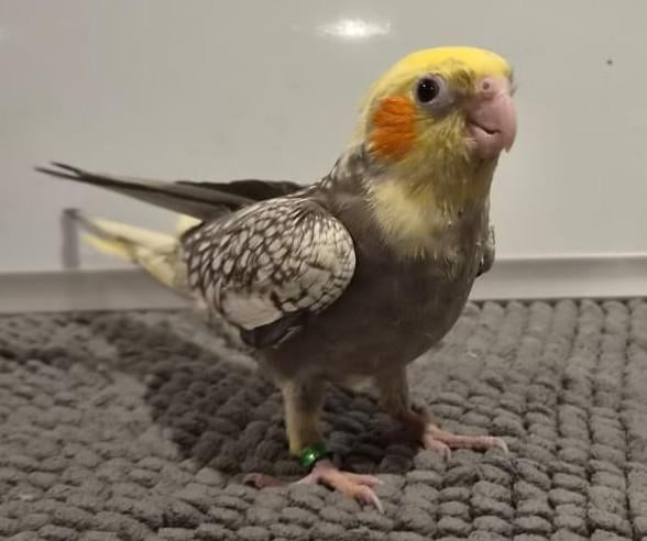 Jonge handtamme valkparkieten van februari/maart, Meerdere dieren, Parkiet, Geringd