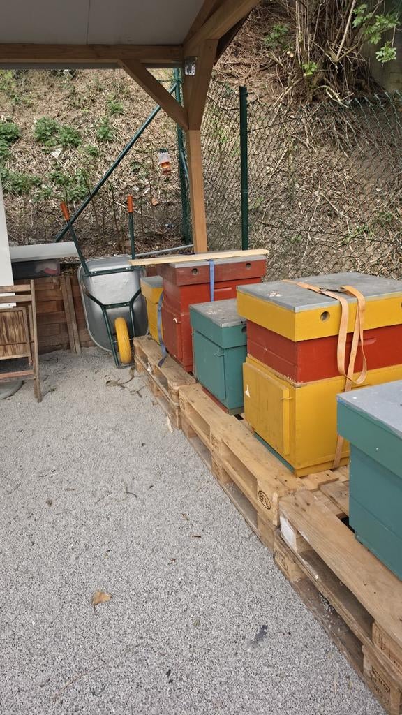 Ruche double paroi datand blatt 10 cadre avec cadre temoin, Animaux & Accessoires, Insectes & Araignées